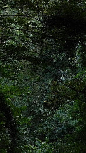 Congo (à Rocquement)